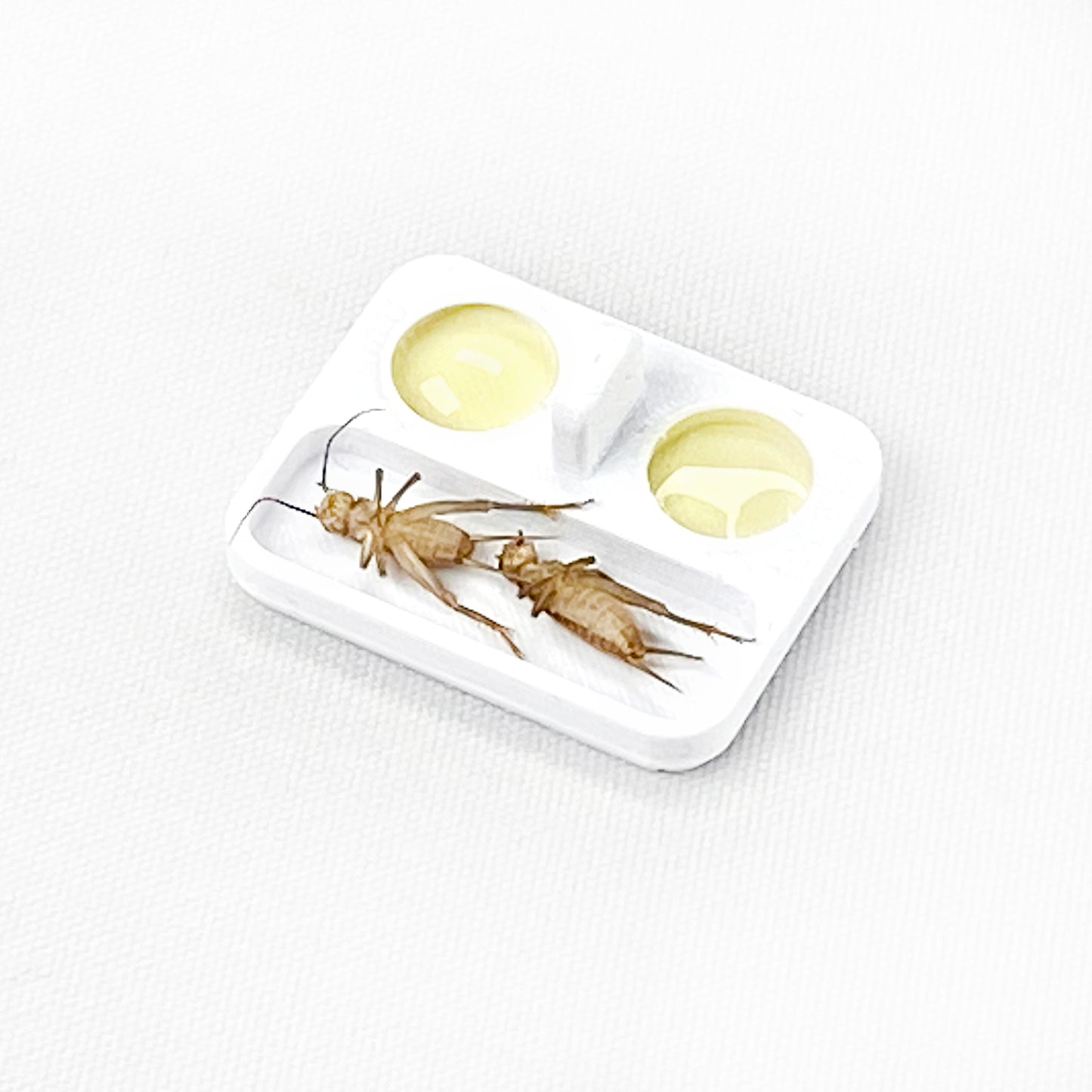 Ant Feeding Dish Large, Liquid or solid food | formicaria ant supplies | Mini Bowls for hobby ant keepers