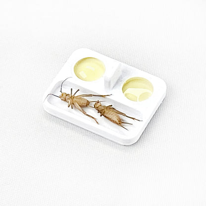 Ant Feeding Dish Large, Liquid or solid food | formicaria ant supplies | Mini Bowls for hobby ant keepers